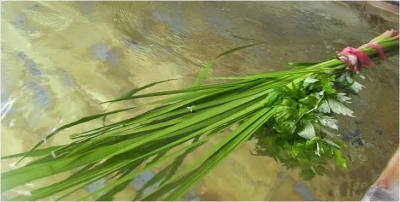 菖蒲（しょうぶ）湯